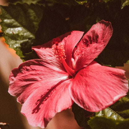 Hibiscus