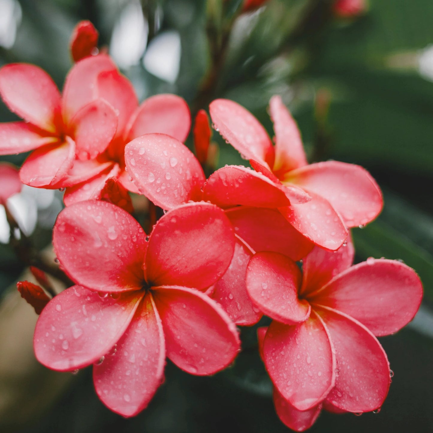 Red Plumeria